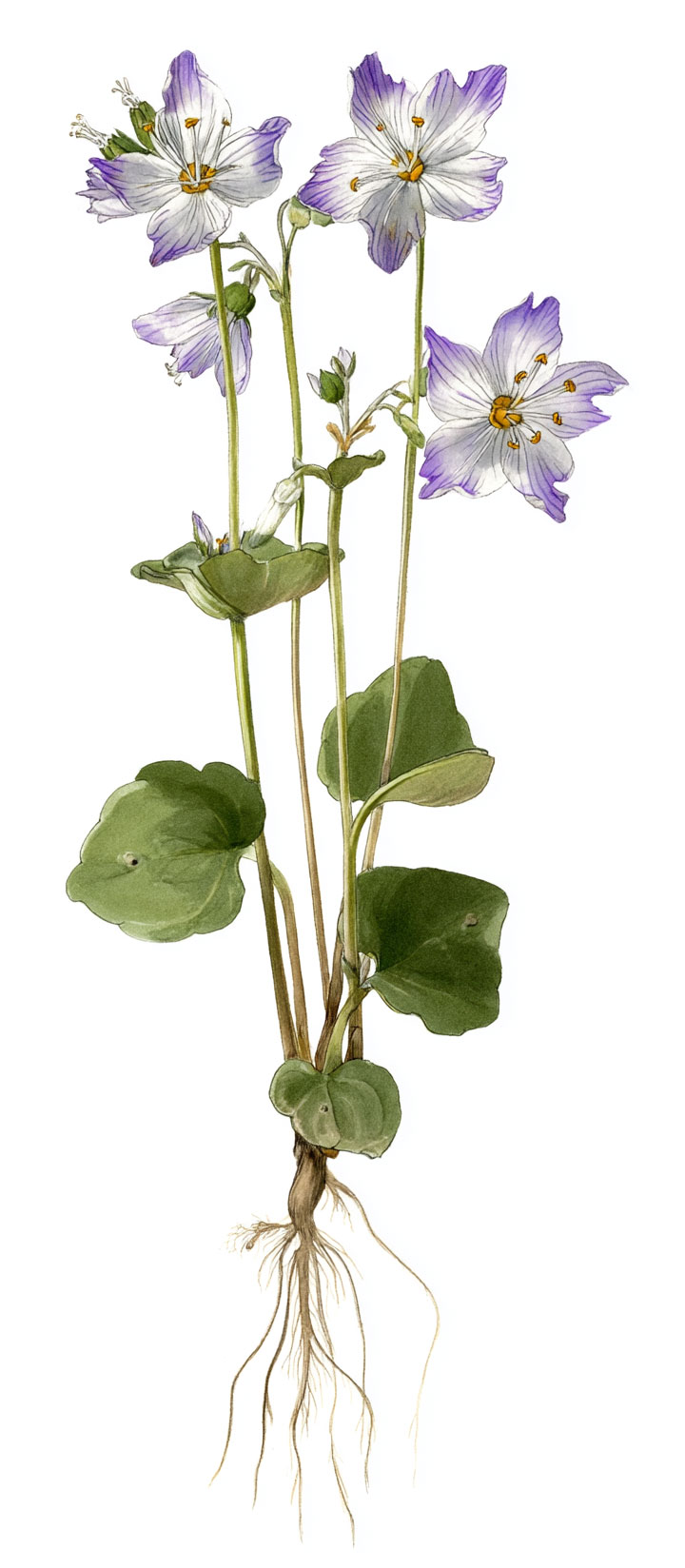 skogsstjärna